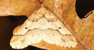 Attēlu rezultāti vaicājumam “Erannis defoliaria”