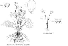 Attēlu rezultāti vaicājumam “Ranunculus sceleratus”