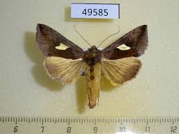 Attēlu rezultāti vaicājumam “Autographa excelsa”