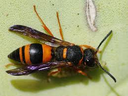 Attēlu rezultāti vaicājumam “Ancistrocerus sp.”