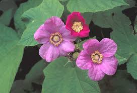Attēlu rezultāti vaicājumam “Rubus plicatus flower”