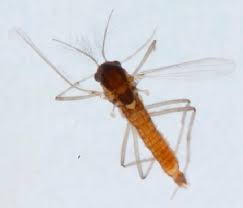 Attēlu rezultāti vaicājumam “Tanytarsus”