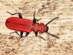 Attēlu rezultāti vaicājumam “Cucujus cinnaberinus”