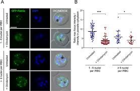 Attēlu rezultāti vaicājumam “Dianema depressum plasmodium”