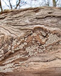 Attēlu rezultāti vaicājumam “Xylobolus frustulatus”