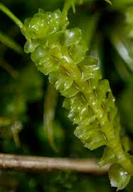 Attēlu rezultāti vaicājumam “Trilophozia quinquedentata”