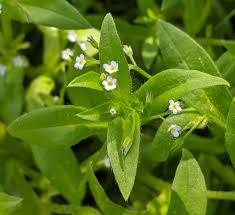 Attēlu rezultāti vaicājumam “Myosotis sparsiflora leaf”