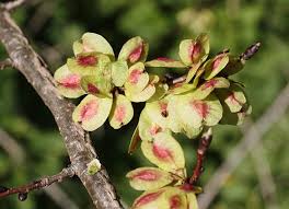 Attēlu rezultāti vaicājumam “Ulmus glabra flower”