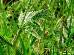 Attēlu rezultāti vaicājumam “Pimpinella major leaf”