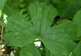 Attēlu rezultāti vaicājumam “Ranunculus lanuginosus bud”