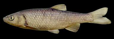 Image result for Squalius cephalus cavedanus