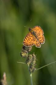 Attēlu rezultāti vaicājumam “Clossiana selene”