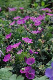 Image result for Geranium `Sandrine`