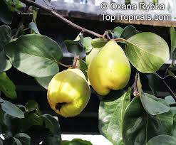 Attēlu rezultāti vaicājumam “Cydonia oblonga fruit”