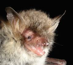 Attēlu rezultāti vaicājumam “Myotis nattereri”