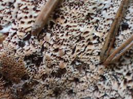 Attēlu rezultāti vaicājumam “Onnia tomentosa”