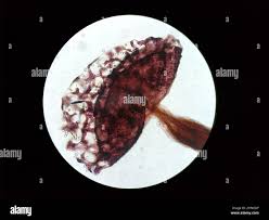 Attēlu rezultāti vaicājumam “Cribraria vulgaris”