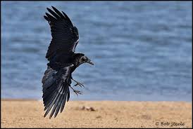 Attēlu rezultāti vaicājumam “Corvus corax adult”