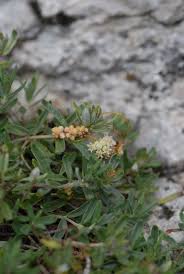 Attēlu rezultāti vaicājumam “Cuscuta epithymum subsp. trifolii”