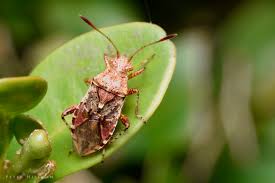 Attēlu rezultāti vaicājumam “Rhopalus maculatus imago”