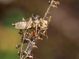 Attēlu rezultāti vaicājumam “Cordulidae”