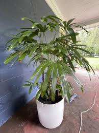 Attēlu rezultāti vaicājumam “Tilachlidium brachiatum”