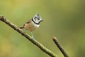 Attēlu rezultāti vaicājumam “Lophophanes cristatus”