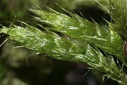 Attēlu rezultāti vaicājumam “Brachythecium campestre”