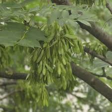 Attēlu rezultāti vaicājumam “Fraxinus pennsylvanica fruit”