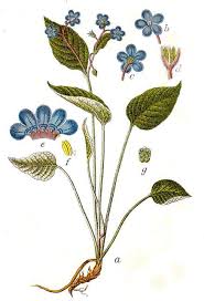 Attēlu rezultāti vaicājumam “Omphalodes verna leaf”