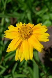 Attēlu rezultāti vaicājumam “Pohlia sphagnicola”