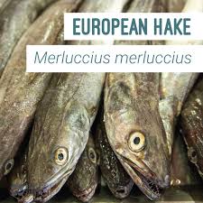 Image result for Merluccius merluccius