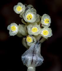 Attēlu rezultāti vaicājumam “Monotropa hypopitys flower”