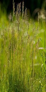 Attēlu rezultāti vaicājumam “Festuca ovina”