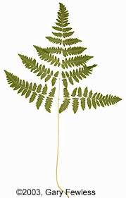 Attēlu rezultāti vaicājumam “Gymnocarpium robertianum”