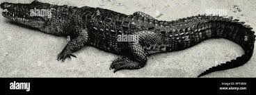 Image result for London Gators