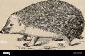 Attēlu rezultāti vaicājumam “Erinaceus sp.”