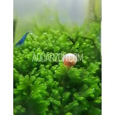 Attēlu rezultāti vaicājumam “Jungermannia subulata”