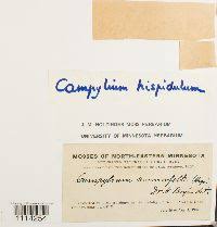 Attēlu rezultāti vaicājumam “Campylophyllum sommerfeltii”