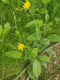 Attēlu rezultāti vaicājumam “Hieracium murorum flower”