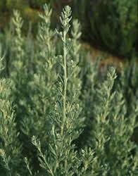 Image result for Artemisia absinthium
