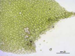 Attēlu rezultāti vaicājumam “Jungermannia subulata”