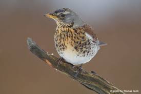 Attēlu rezultāti vaicājumam “Turdus pilaris adult”