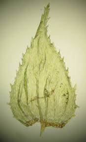 Attēlu rezultāti vaicājumam “Hylocomiastrum umbratum”