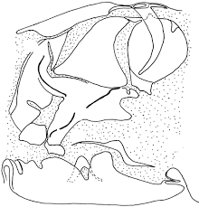 Attēlu rezultāti vaicājumam “Ephemera vulgata”