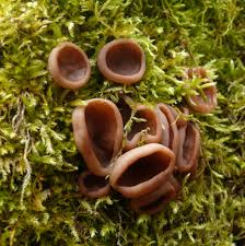 Attēlu rezultāti vaicājumam “Peziza flavida”