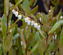 Attēlu rezultāti vaicājumam “Chamaedaphne calyculata flower”
