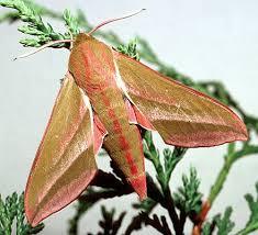 Attēlu rezultāti vaicājumam “Deilephila elpenor imago”