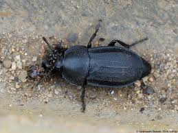 Attēlu rezultāti vaicājumam “Silpha obscura”