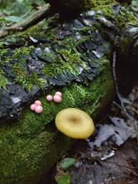 Attēlu rezultāti vaicājumam “Lycogala cf. oleocrystalliferum spores”